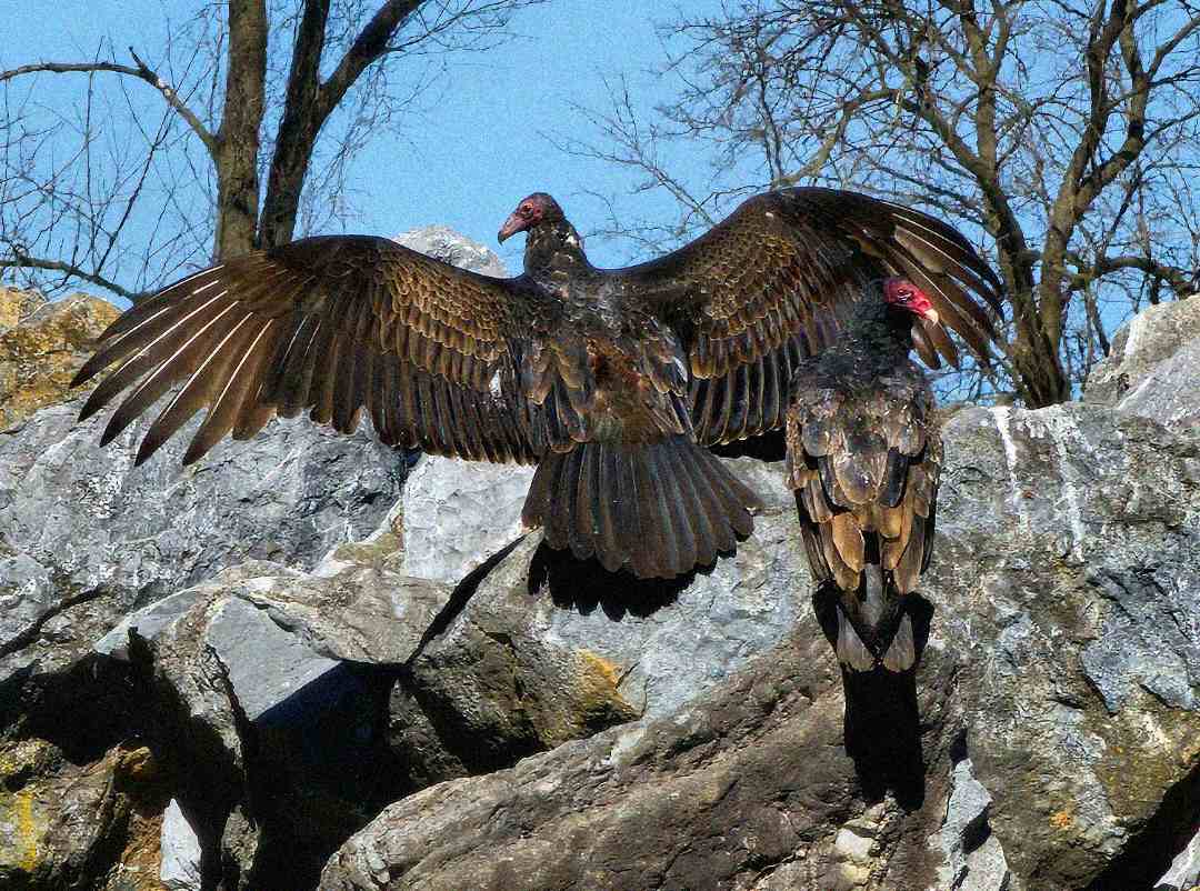 Two large vultures perch on sunlit rocks; one spreads its wings wide while the other stands with wings closed. Leafless trees and a blue sky are visible in the background.