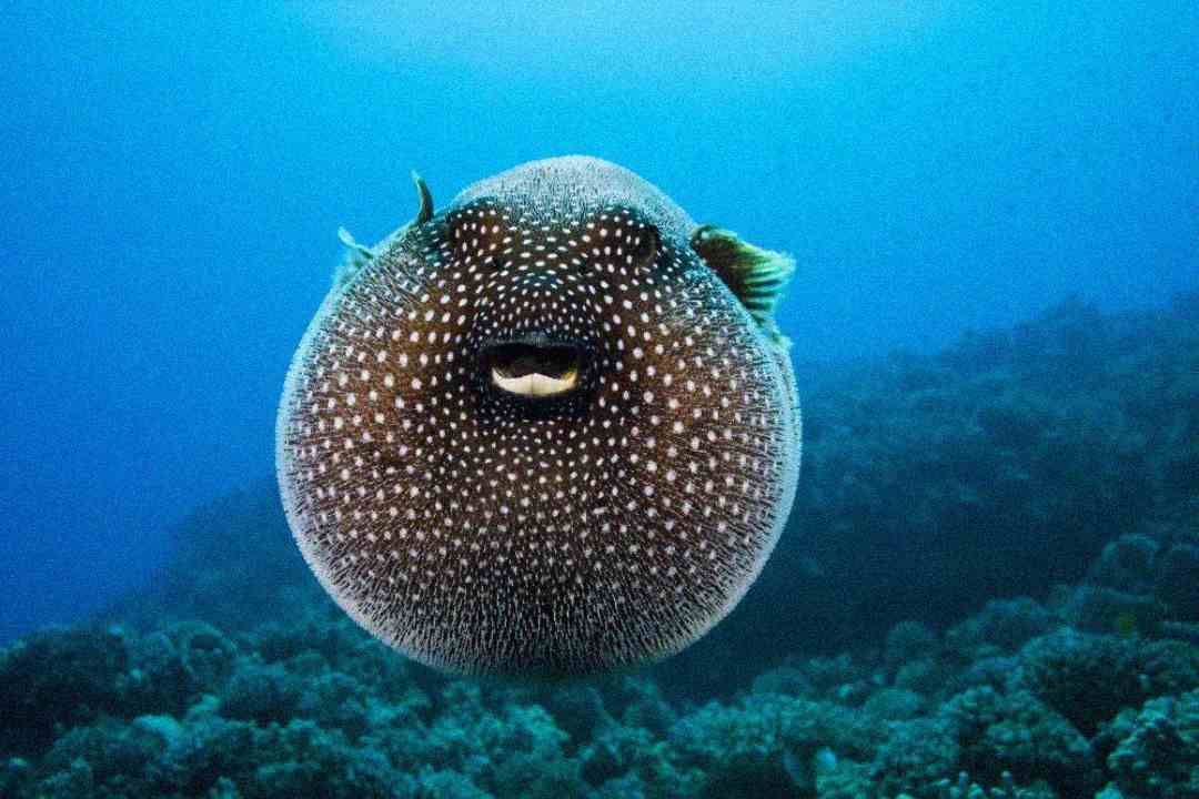A round pufferfish with white spots floats underwater near a coral reef, its mouth slightly open and fins visible, against a blue ocean background.