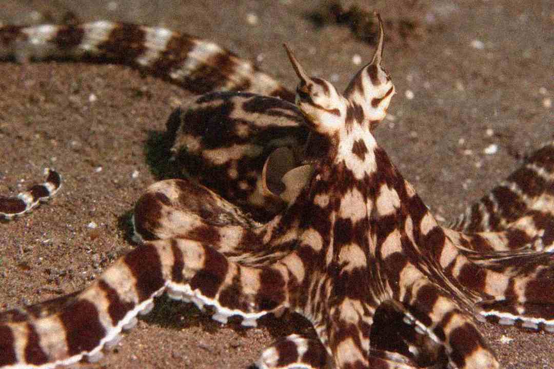 A mimic octopus with brown and white striped patterns on its arms is spread out on a sandy ocean floor.