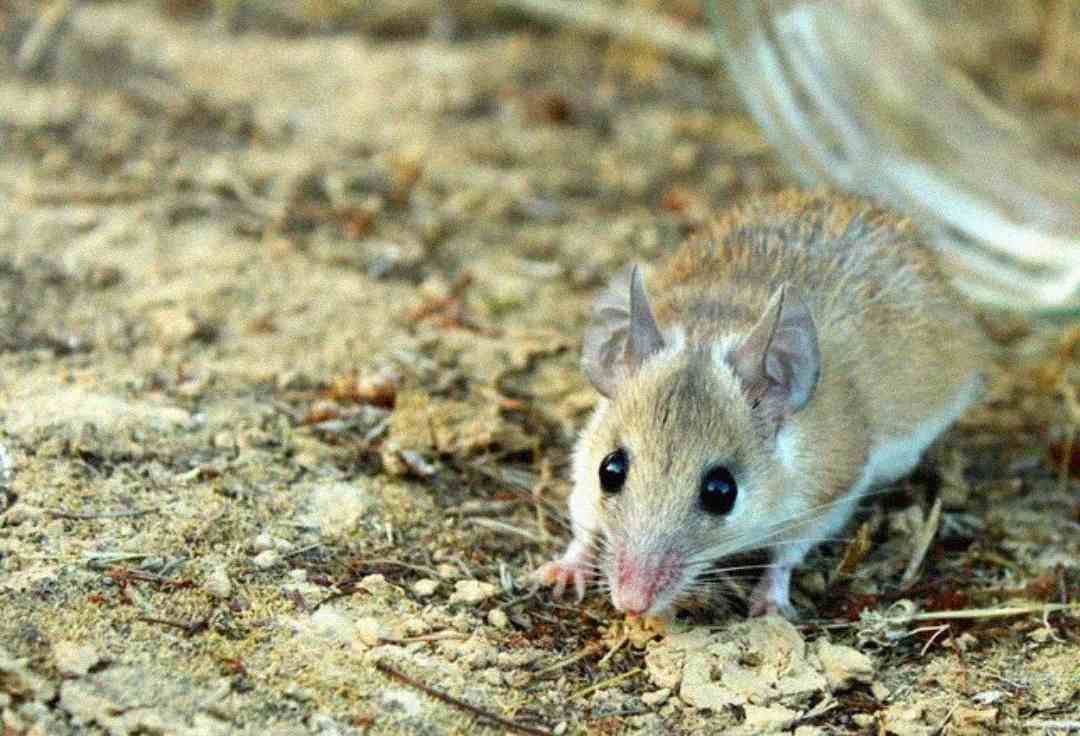 A small brown mouse with large ears and dark eyes stands on sandy ground near an overturned glass jar.