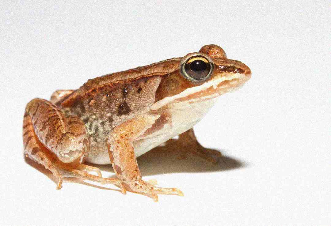 A brown frog with dark markings sits on a plain white surface, facing right. Its body is slightly raised, and its large eyes are prominent.