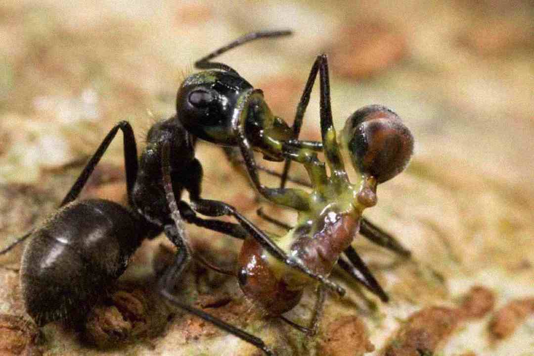 A close-up of two ants fighting, with one black ant gripping the head of a smaller reddish-brown ant; the ants are on a rough, light-colored surface.