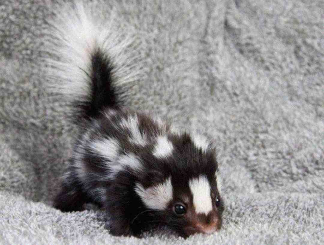 A baby skunk with black fur and distinctive white spots and stripes stands on a soft, light gray textured surface, looking forward.