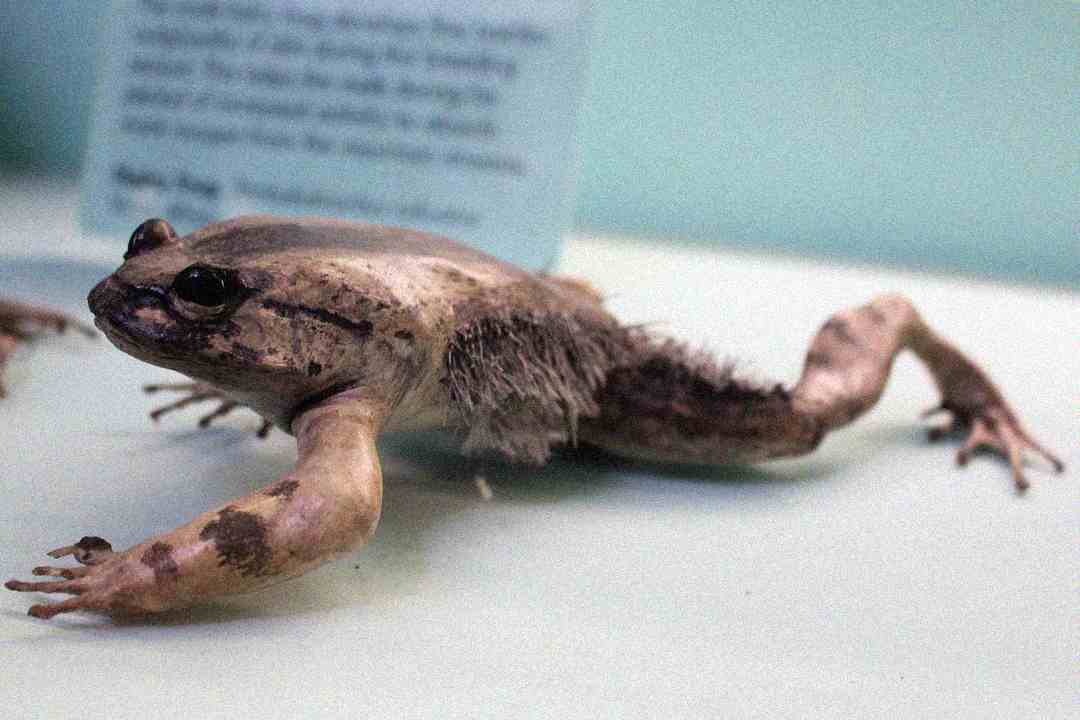 A hairy frog with muscular front legs and tufts of hair-like structures along its sides is shown on a flat surface with a blurred informational sign in the background.