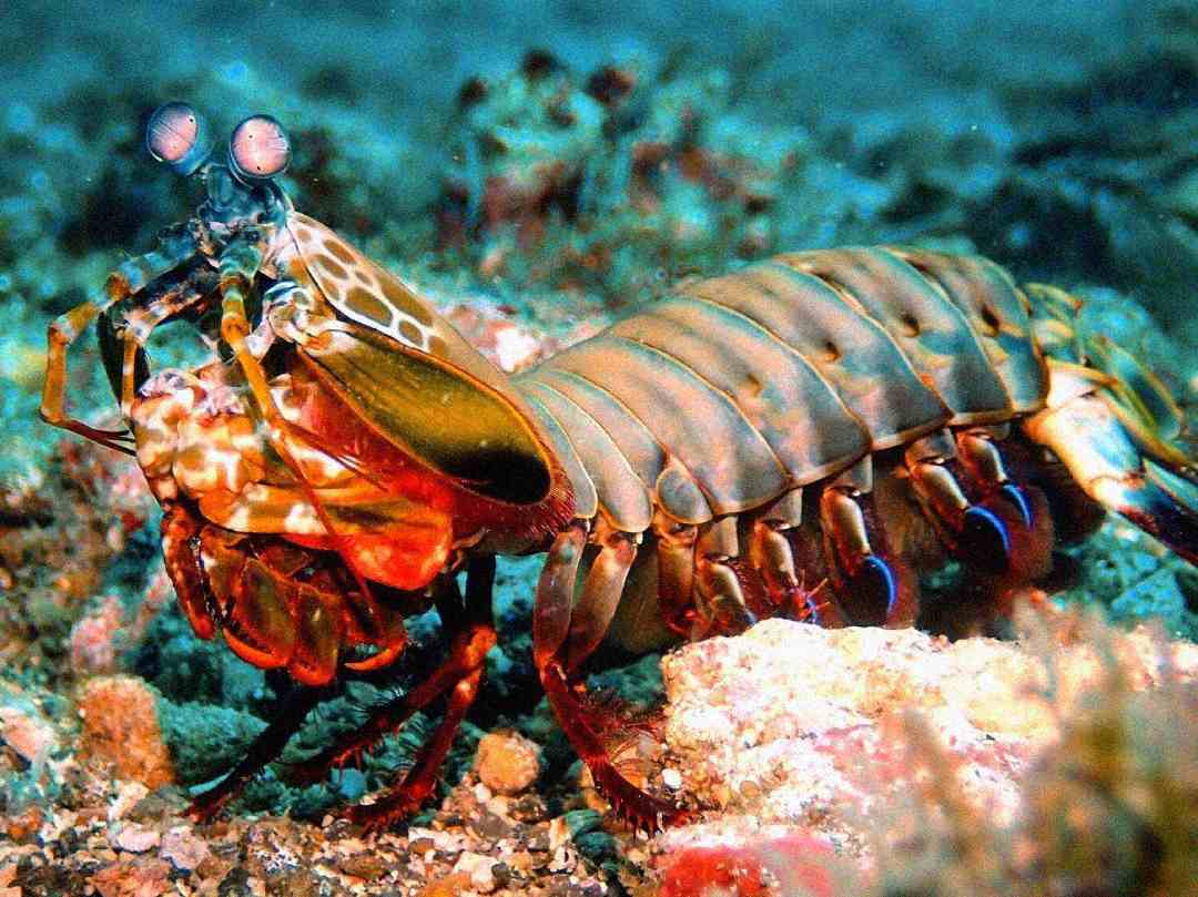 A colorful mantis shrimp with vibrant patterns and bulging eyes crawls on the ocean floor surrounded by rocks and sand.