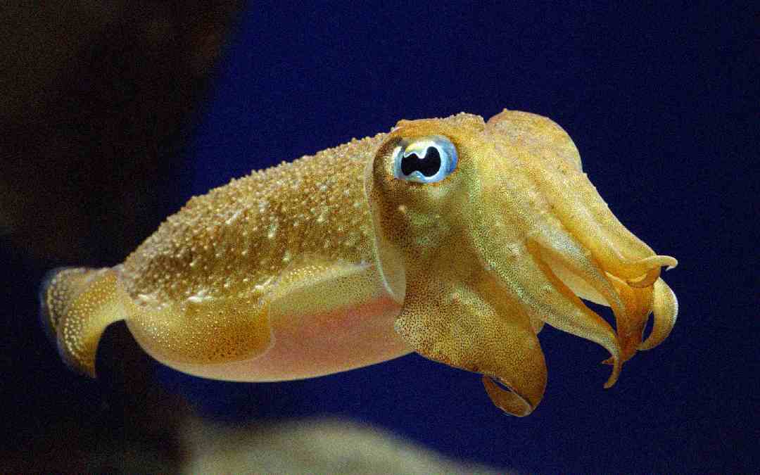 A close-up of a brown cuttlefish swimming underwater, showing its large eyes, textured body, and multiple arms extended forward against a dark blue background.