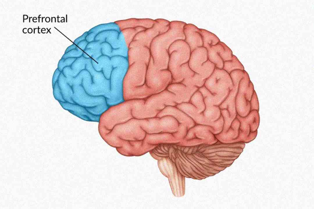 Illustration of a human brain with the prefrontal cortex highlighted in blue; a label with an arrow points to the prefrontal cortex at the front area of the brain.
