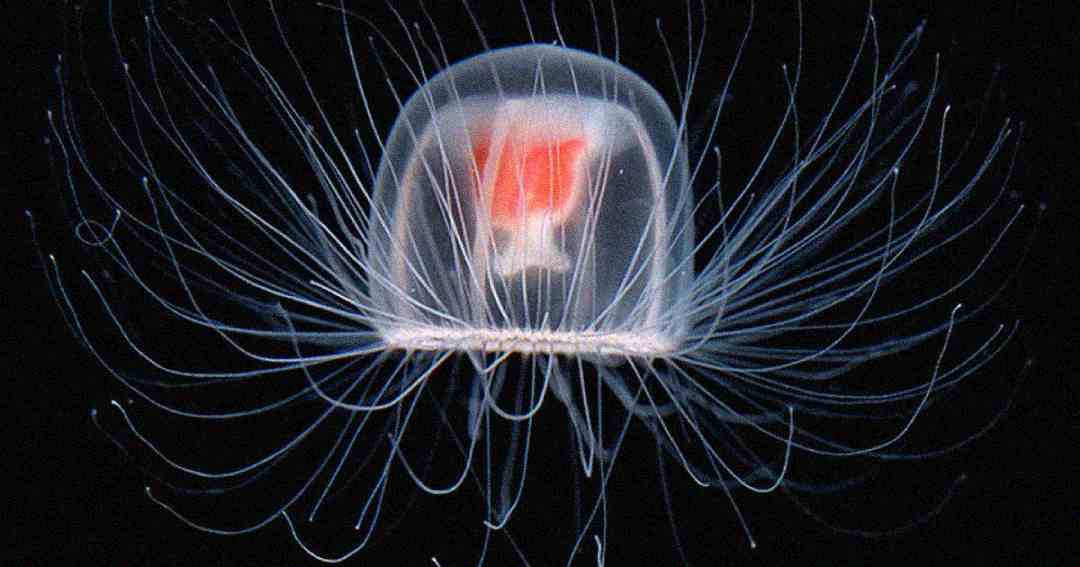 A translucent jellyfish with a dome-shaped bell and long, thin tentacles floats against a dark background. The center of the jellyfish displays a red, flower-like structure.