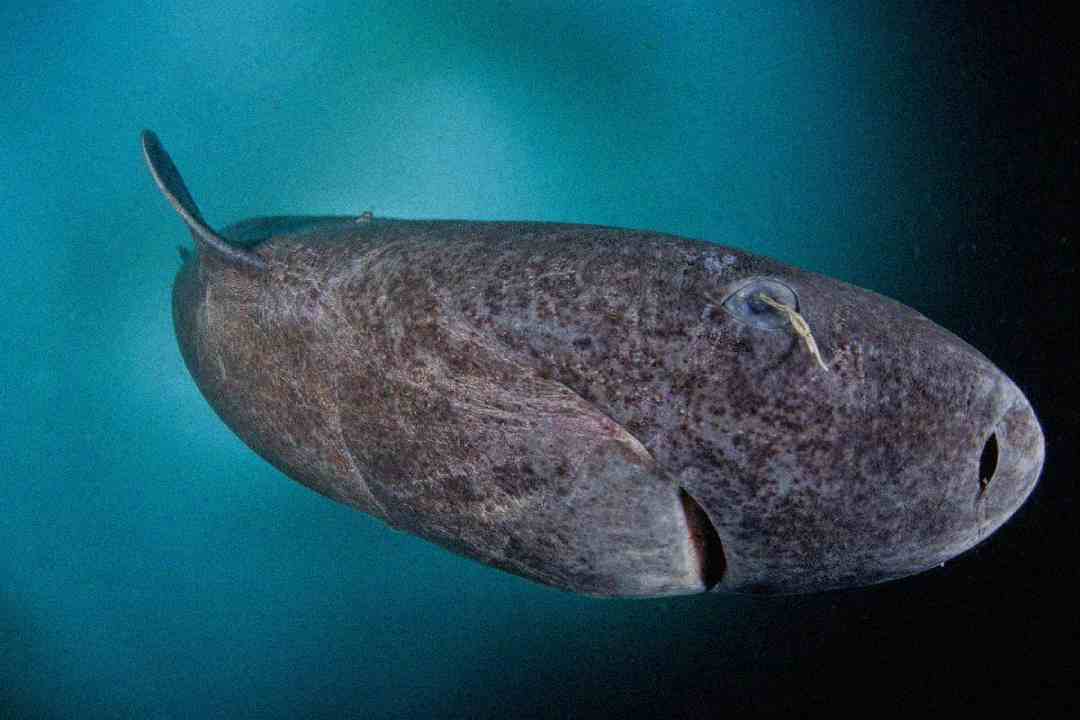 A close-up underwater photo of a brown, rough-skinned Greenland shark swimming with its mouth closed and a small parasite attached near its eye, set against a blue-green background.