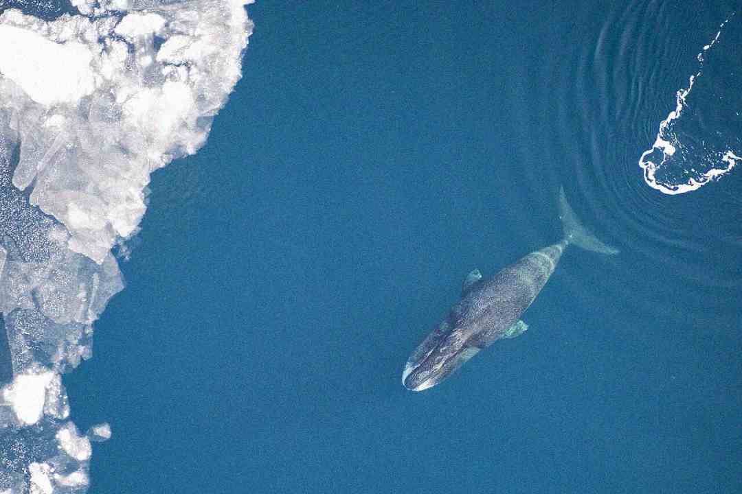 Aerial view of a whale swimming in blue water near floating chunks of ice. The whale's back and flukes are visible, and ripples surround its body.