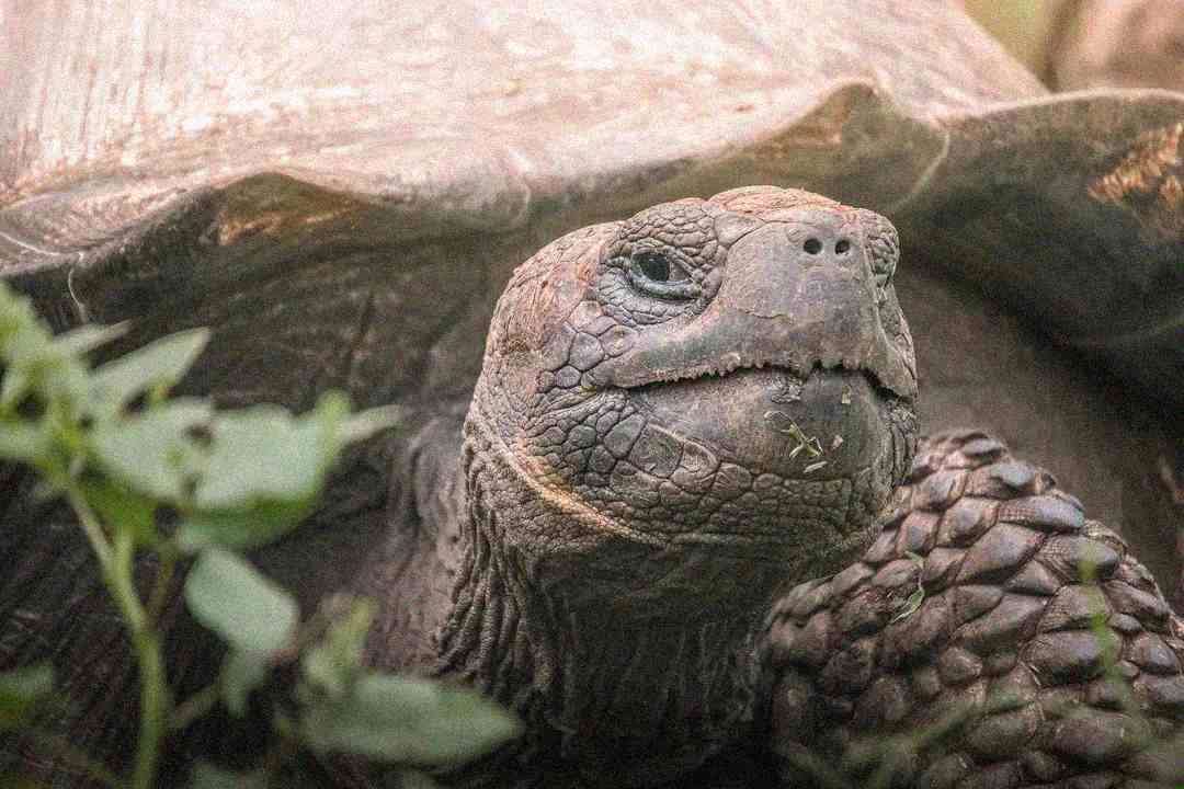 Close-up of a giant tortoise with a textured shell and wrinkled skin, facing the camera. Green leaves are visible in the foreground on the left. The lighting is soft and natural.