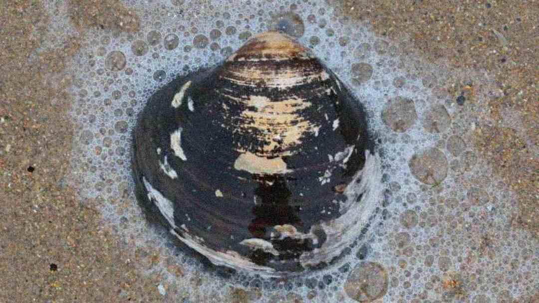 A dark, ridged seashell partially covered in sand sits surrounded by foamy seawater on a beach.