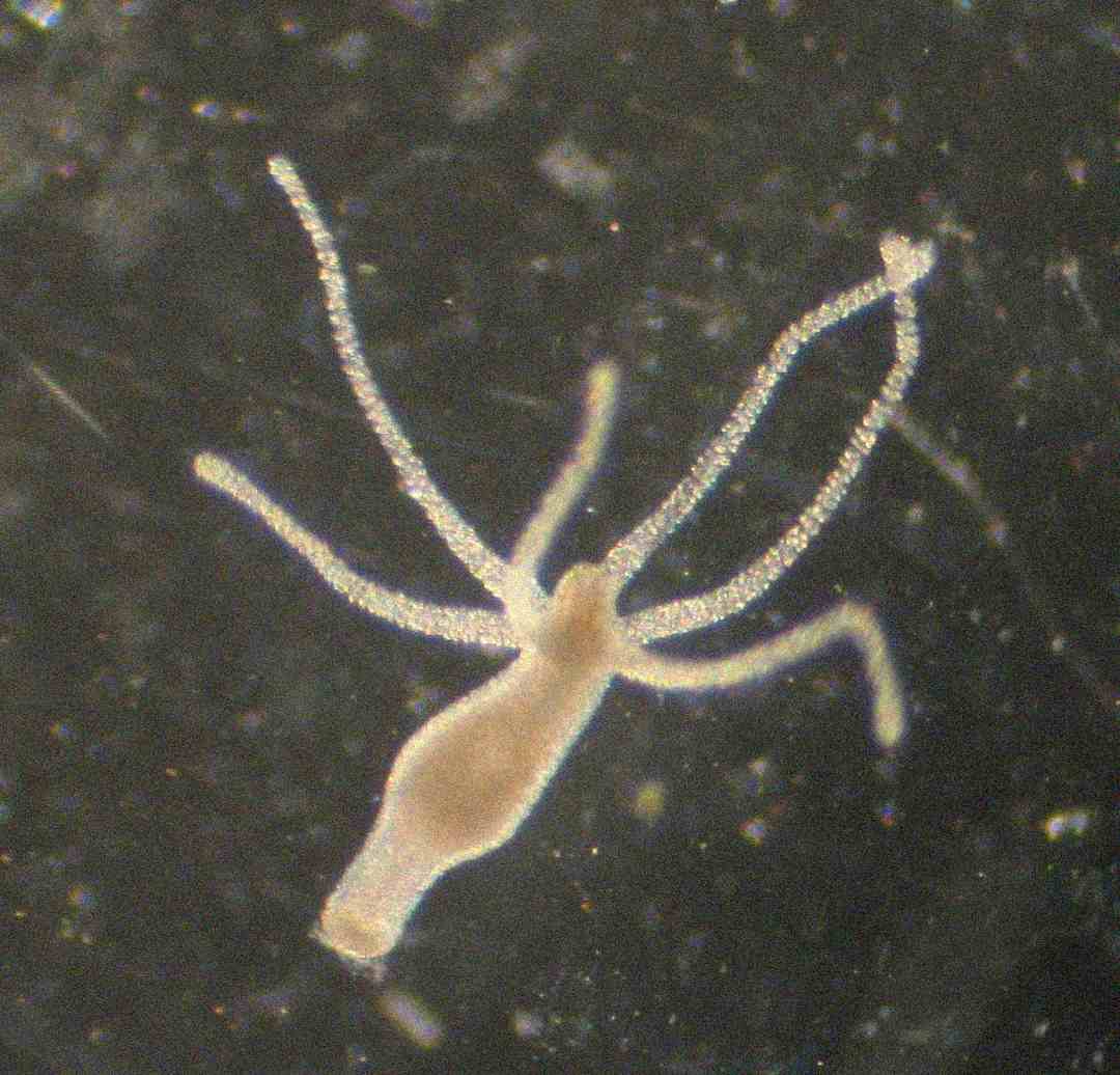 A close-up image of a small, translucent hydra with a tubular body and several thin, elongated tentacles extending outward, set against a dark background.