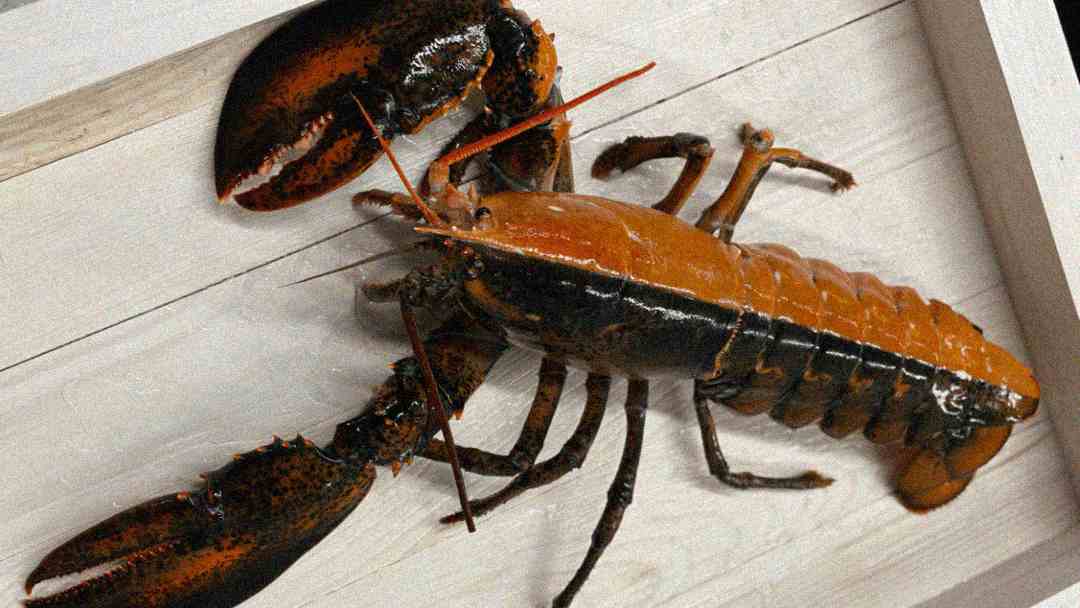 A lobster with an unusual color split down its body—one side orange and the other dark brownish-black—lies on a white wooden surface.