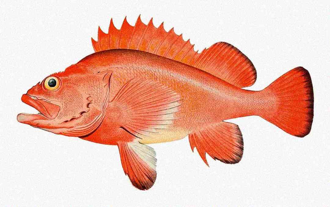 Illustration of an orange-red fish with large eyes, spiky dorsal fin, open mouth, and pectoral, pelvic, anal, and tail fins, shown on a white background.