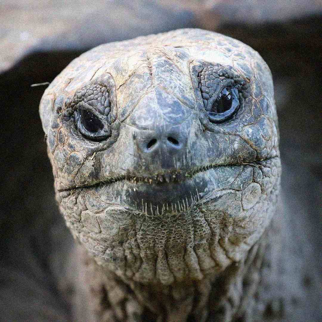 Close-up of a giant tortoise’s face, showing its textured, wrinkled gray skin, small dark eyes, and slightly upturned mouth, giving the appearance of a subtle smile. The background is blurred.