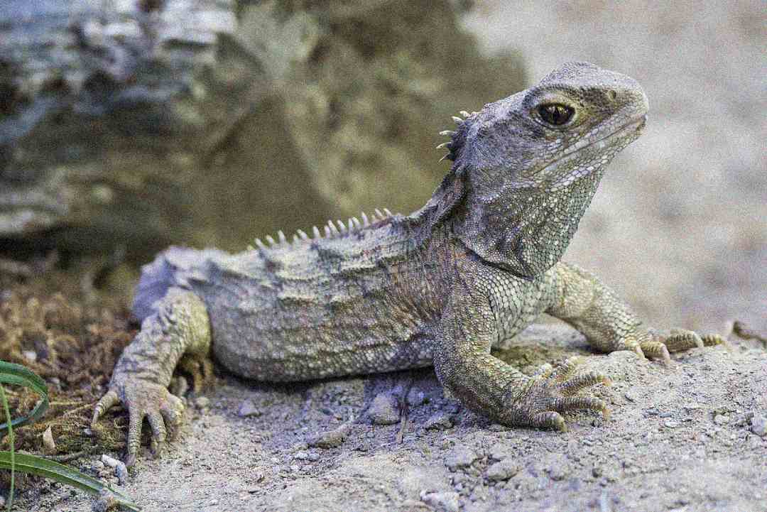 A gray, spiky lizard with rough, textured skin rests on a rocky surface outdoors, blending in with the natural surroundings.