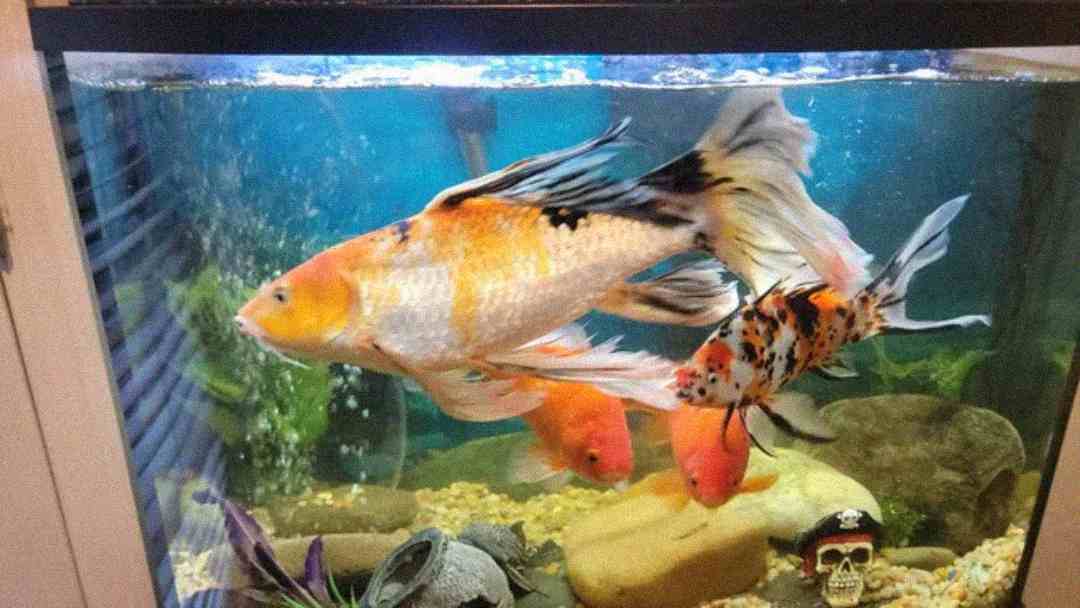 A fish tank with several colorful fish, including a large orange and white koi, orange goldfish, and a black and orange-speckled fish. The tank has pebbles, rocks, plants, and a small skull decoration.
