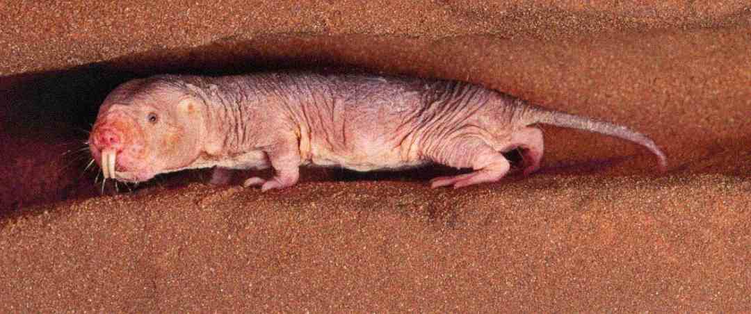 A naked mole-rat with wrinkled, pale pink skin and large front teeth crawls through a narrow tunnel in reddish-brown soil.