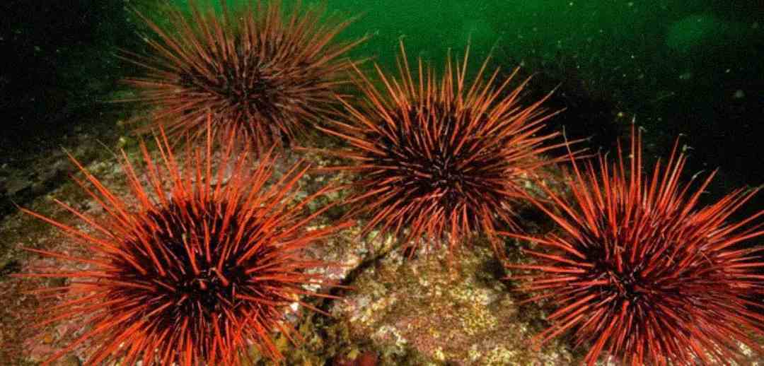 Several bright red sea urchins with long spines are clustered on a rocky underwater surface, surrounded by greenish water.