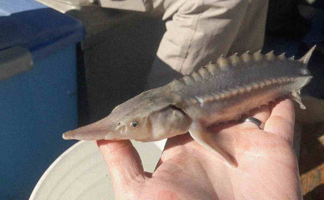 A person holds a small sturgeon fish with a pointed snout and bumpy back, displaying its unique features in natural light.