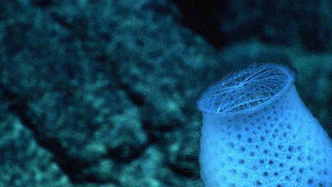 A close-up of a white, vase-shaped deep-sea sponge with a lacy, net-like opening, set against a dark blue underwater rocky background.
