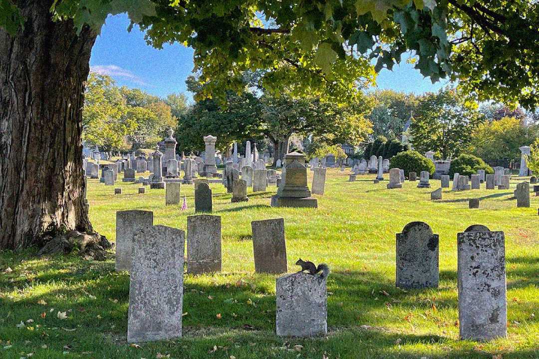 A cemetery with rows of old, weathered gravestones sits in sunlight. A large tree shades part of the scene, and a squirrel is perched on one of the gravestones. Lush green grass and trees fill the background.