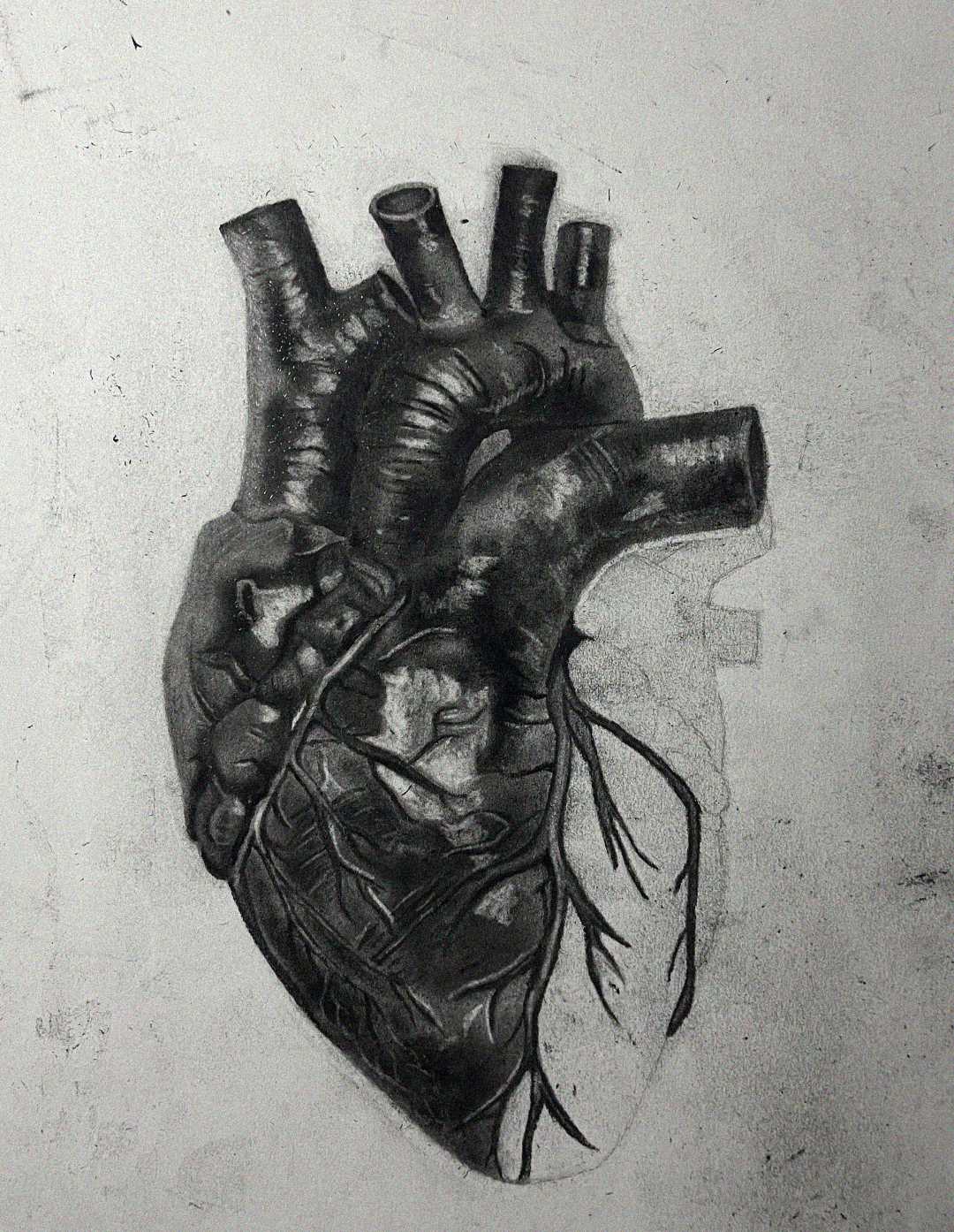 A realistic pencil drawing of a human heart, with the left half detailed and shaded while the right half fades into incomplete, light sketch lines against a plain background.