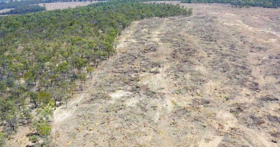 Aerial view showing a stark contrast between a dense green forest on the left and a large, barren, deforested area on the right, with many felled trees and exposed ground.