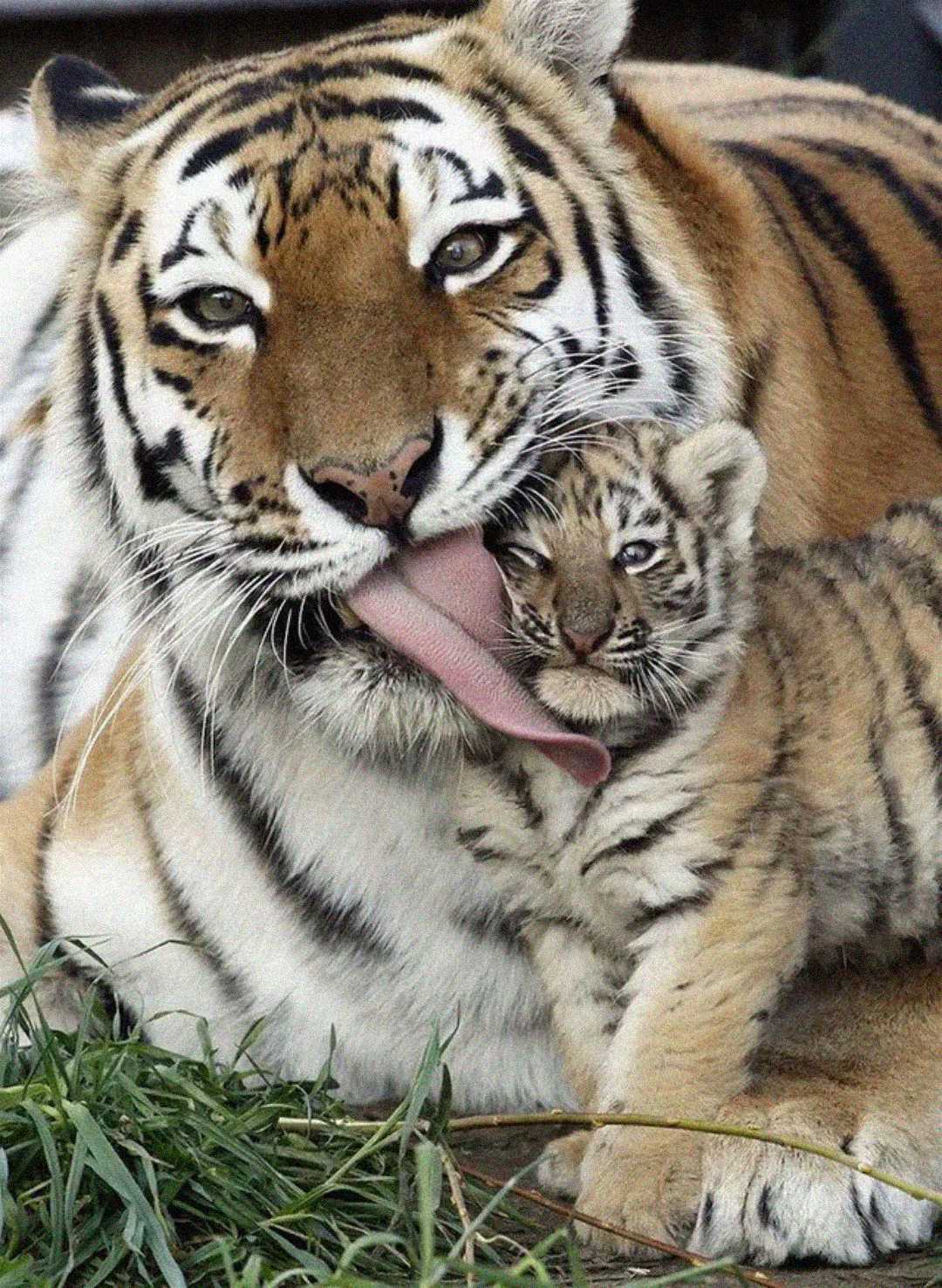 A tiger gently licks its cub, who sits close beside it. The cub looks forward while the mother’s tongue covers part of the cub’s head. Both tigers have orange fur with black stripes. Green grass is visible in the foreground.
