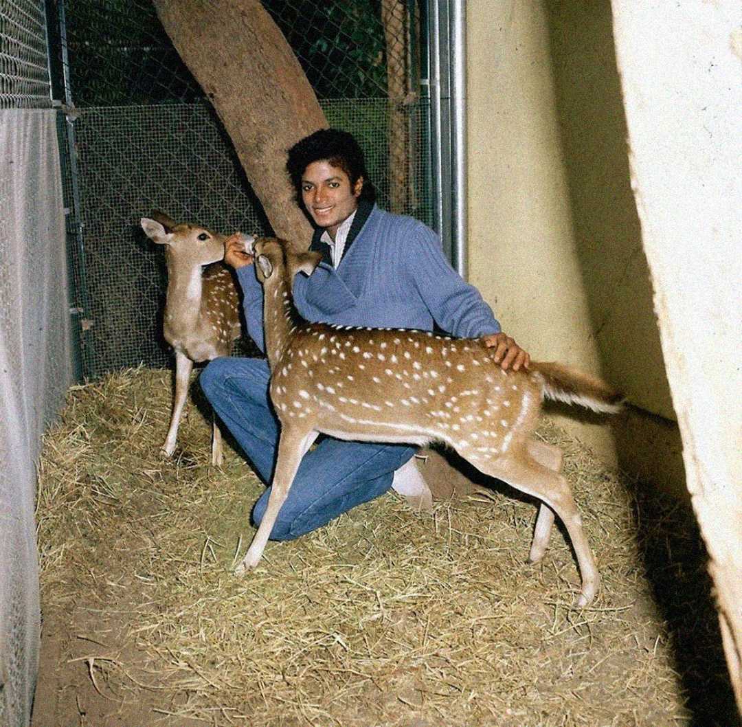 A person in a blue jacket kneels on straw in an enclosure, smiling and petting a spotted fawn while another fawn stands nearby. There is fencing on one side and a tree trunk in the background.