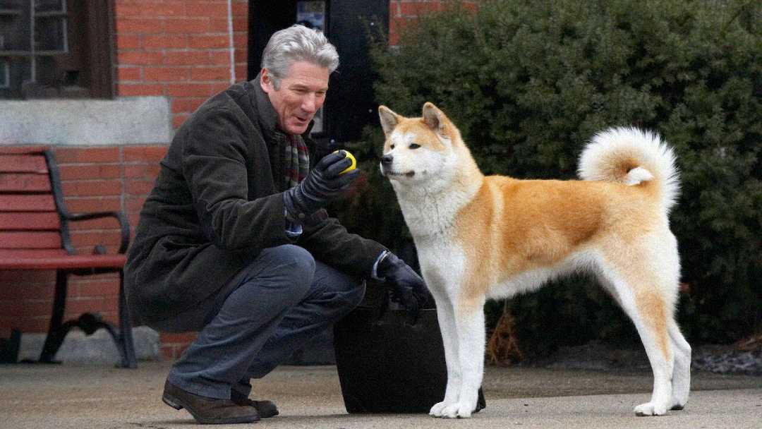 A man in a coat and gloves crouches on a sidewalk, holding a yellow ball while looking at a large Akita dog standing beside him. There is a red bench and greenery in the background.