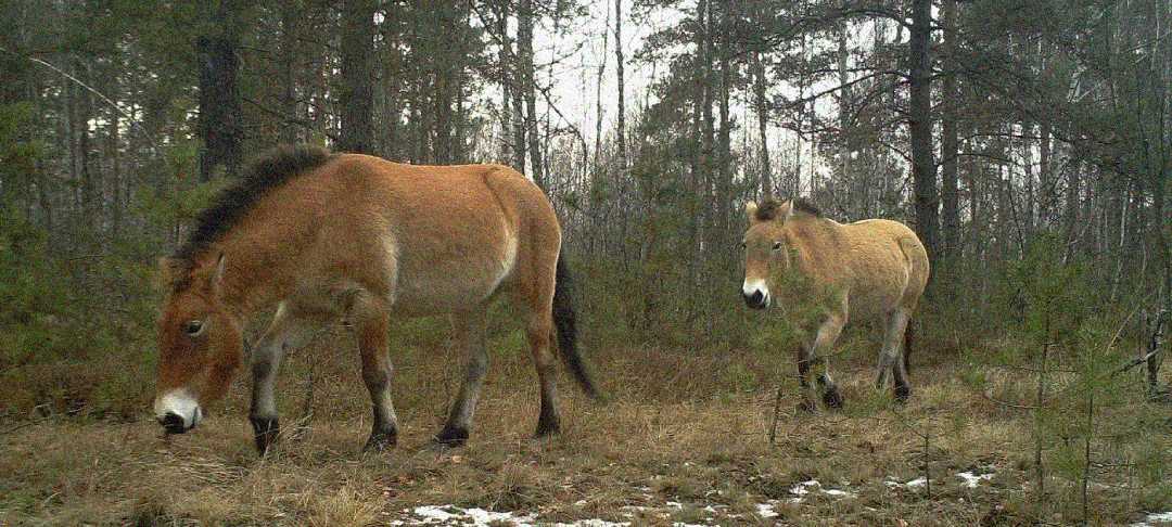 Two wild horses with short, upright manes walk through a forest clearing with sparse grass and patches of snow. Tall trees and leafless branches fill the background.
