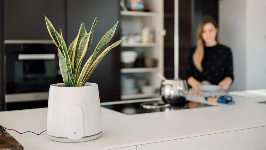 A potted snake plant sits on a white kitchen counter, with a woman in the background standing near a stove, reading a document. The kitchen has modern, dark cabinets.