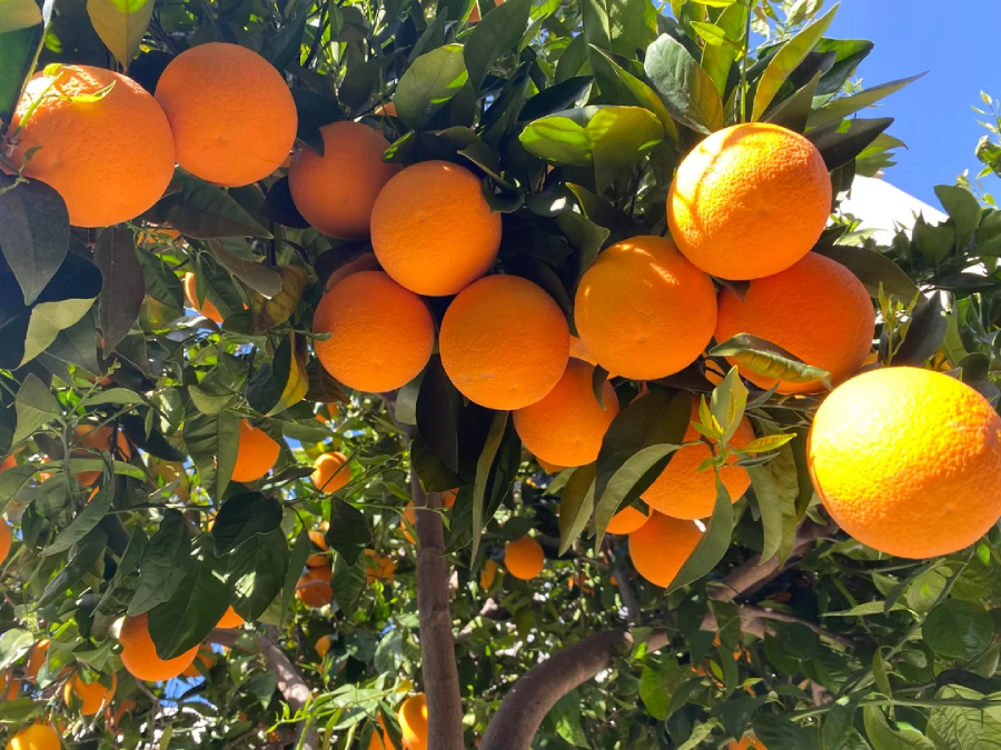 A cluster of ripe, bright orange oranges hanging from the branches of a lush green tree under a clear blue sky.