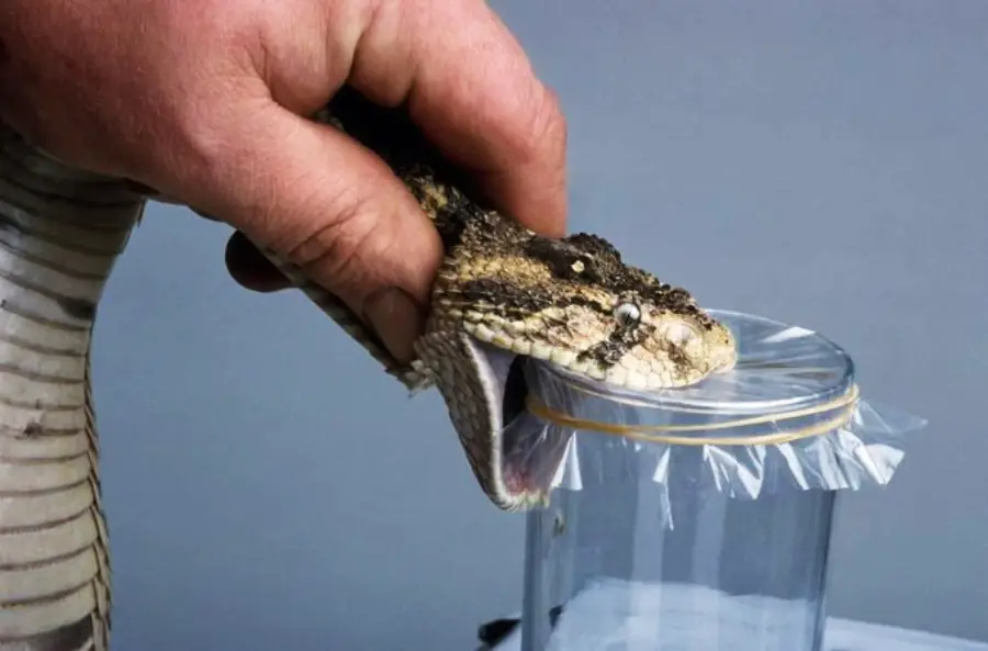 A person holds a snake’s head as it bites a plastic-covered glass container, likely for venom extraction, against a plain background.