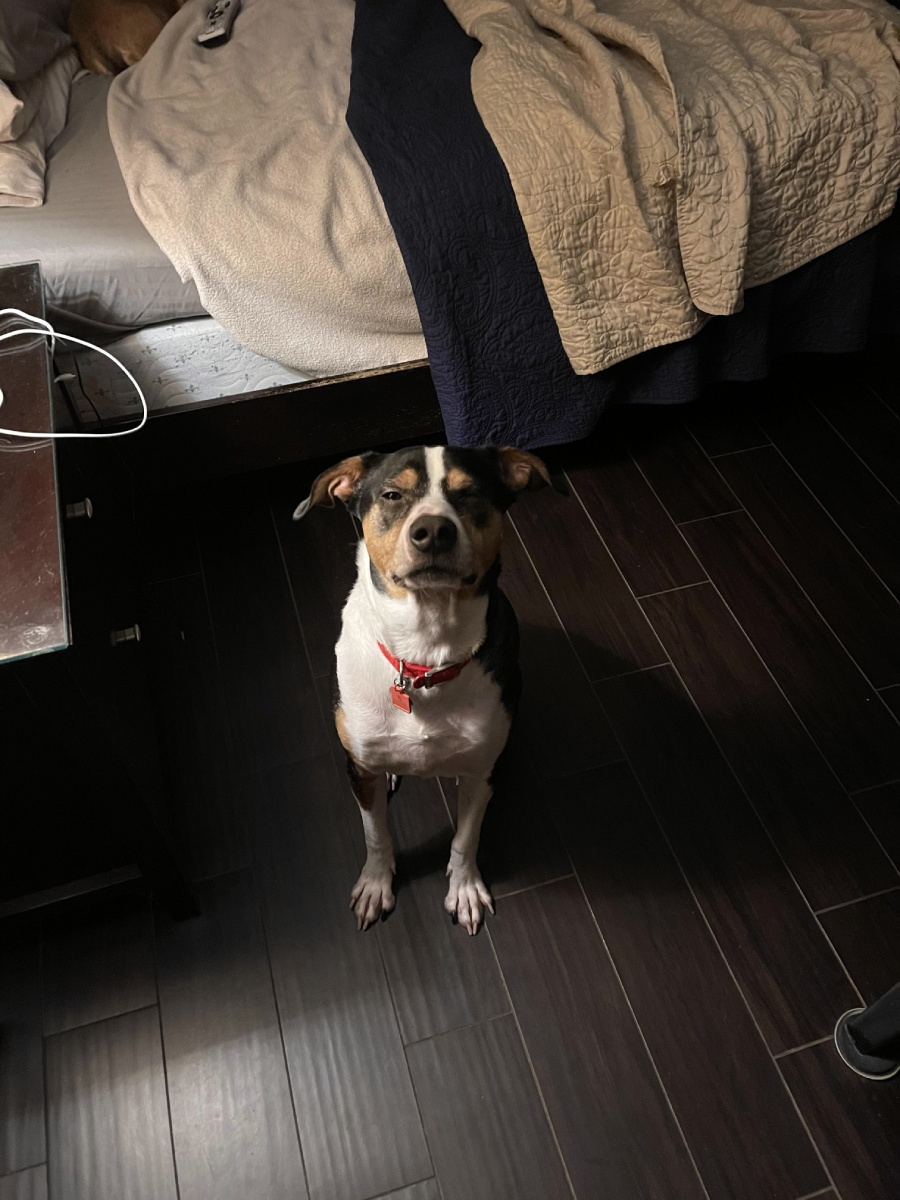 A dog with a red collar sits on a dark wood floor, looking up at the camera. Behind the dog is an unmade bed with beige and navy blankets and part of a nightstand on the left side.