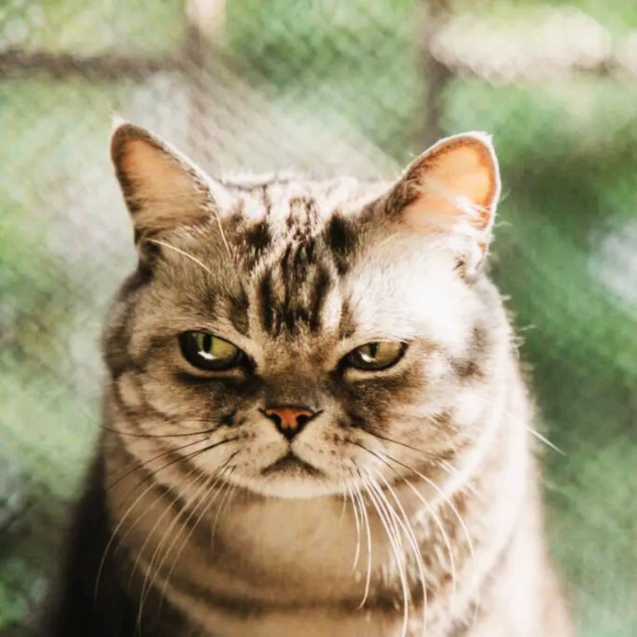 A grey tabby cat with green eyes looks directly at the camera, appearing serious or grumpy. The background is softly blurred in shades of green.