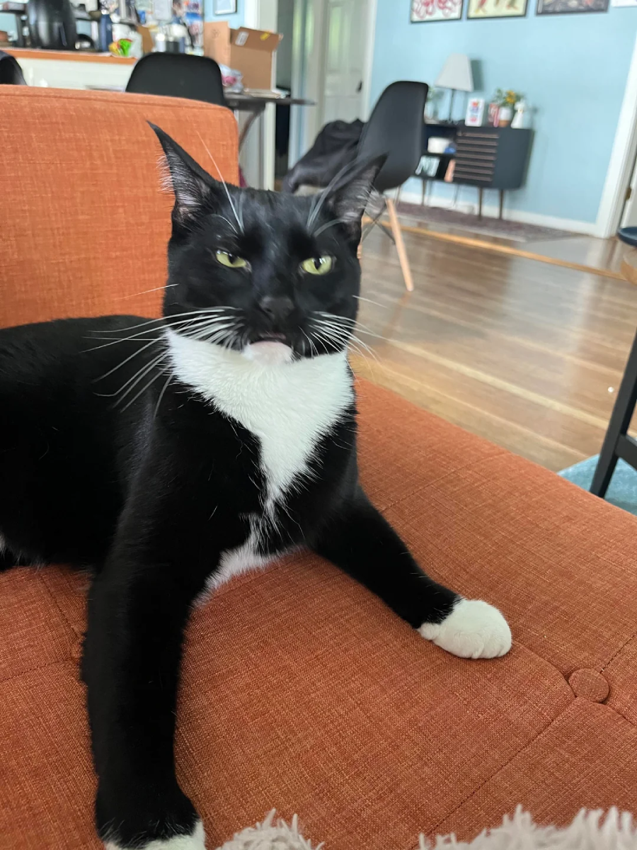 A black and white cat with green eyes lounges on an orange couch, looking slightly to the side. The background shows a living room with wooden floors, a table, chairs, and various decor items.
