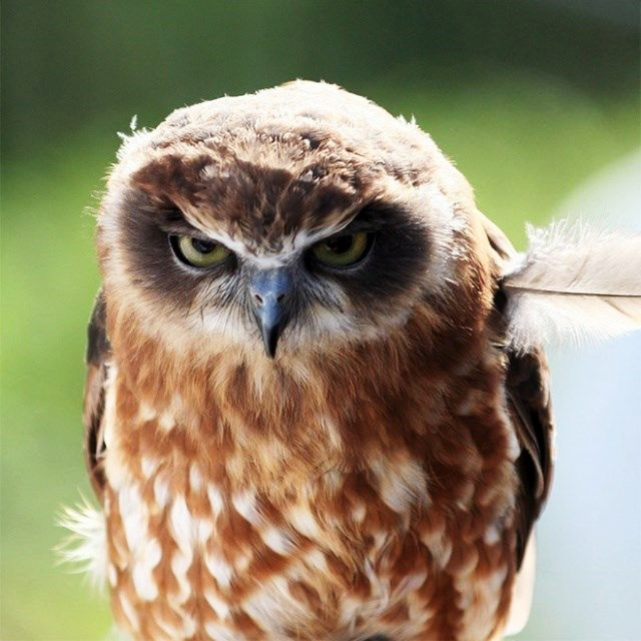 A brown and white owl with striking yellow eyes and a serious expression stares directly ahead, with green blurred foliage in the background.