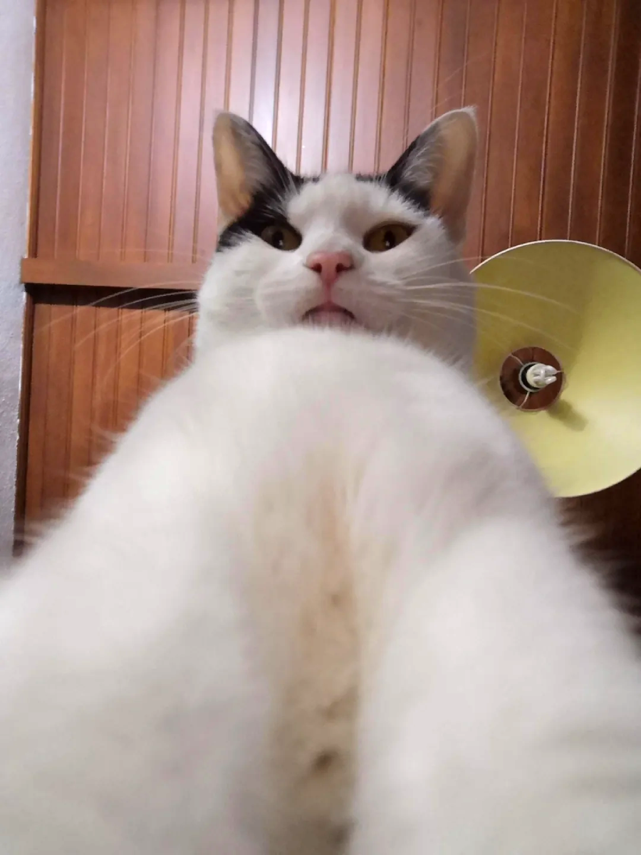 A white cat with black markings is photographed from a low angle, making its face and front legs appear large. The background shows wooden paneling and a yellow lamp on the wall.