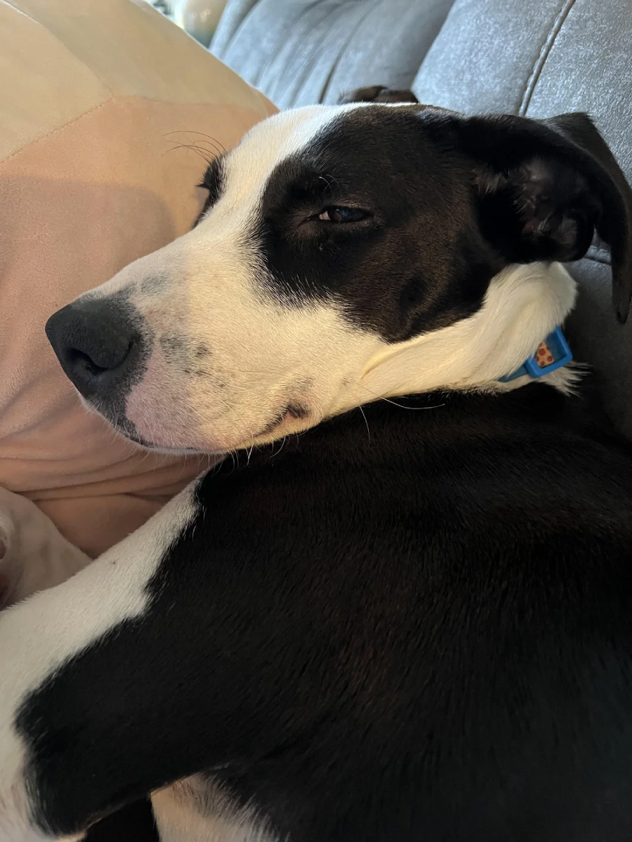 A black and white dog with a blue collar is lying on a couch, resting its head on a light-colored pillow and looking sleepily at the camera.