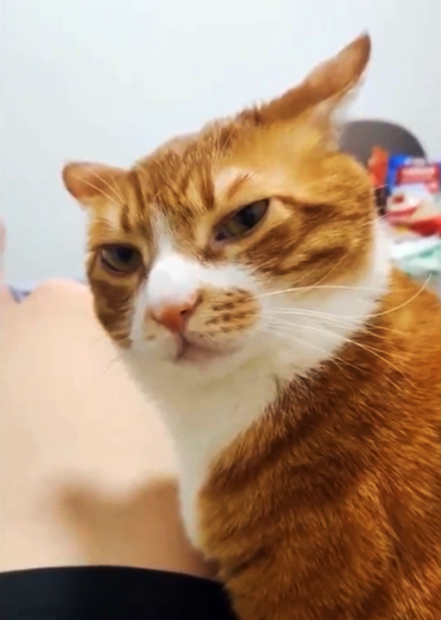 A ginger and white cat with narrowed eyes and ears angled back sits next to a person's bare leg, looking displeased or grumpy. The blurred background includes some colorful objects.