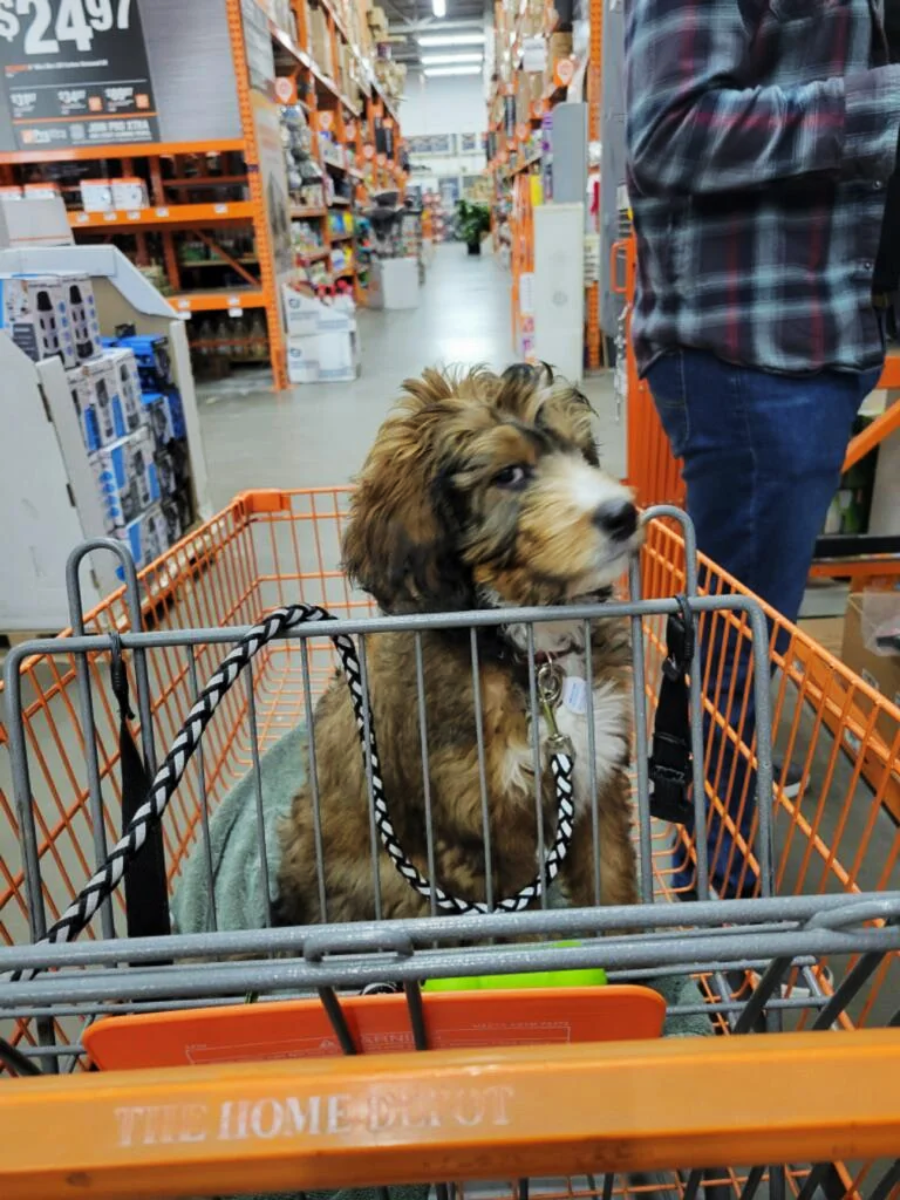 A fluffy brown and white dog sits in an orange shopping cart at a hardware store, with shelves of products and a person in a plaid shirt nearby.