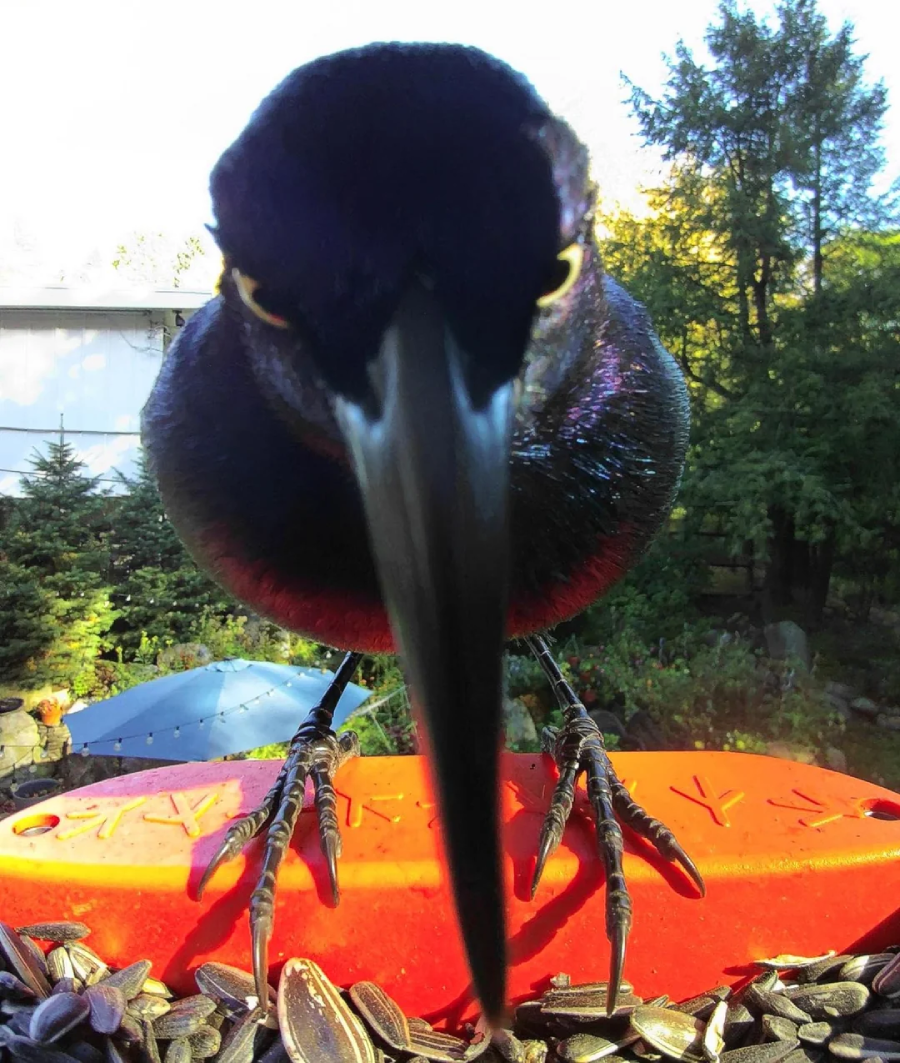 A close-up of a black bird with shiny feathers and a long beak standing on an orange surface covered with sunflower seeds, with trees and a house blurred in the background.