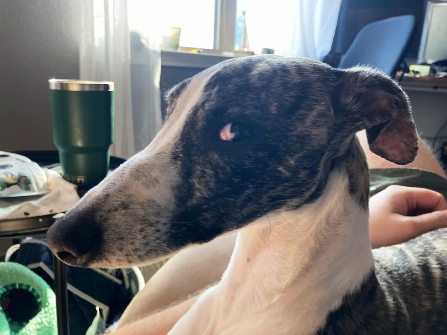 A brindle and white dog sits close to a person indoors, looking to the side with sunlight streaming through a window in the background. The scene includes a green cup and various objects on a side table.
