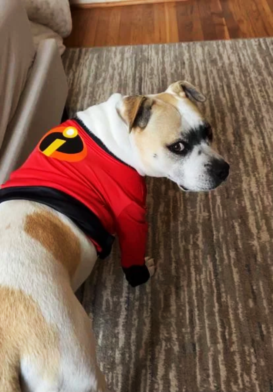 A dog with light fur and a dark patch around one eye wears a red "Incredibles" costume, looking back over its shoulder while standing on a patterned rug indoors.
