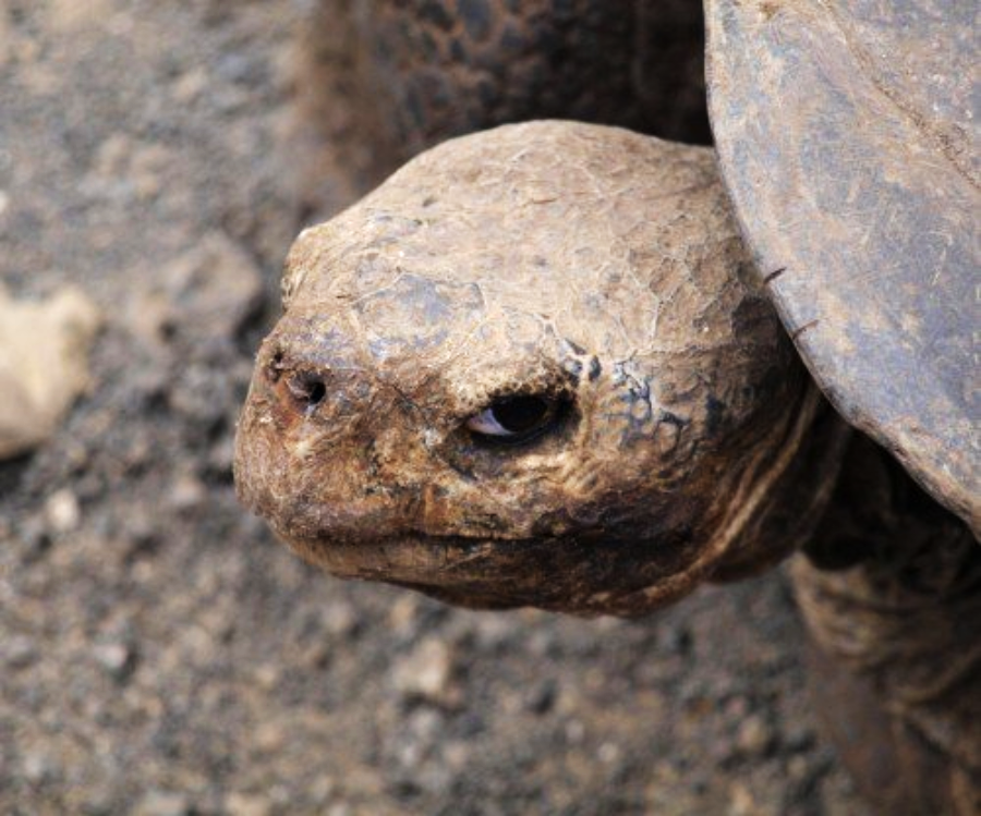 Close-up of a large tortoise's head and part of its shell, showing rough, textured skin and a calm expression. The background is made up of dry, rocky ground.