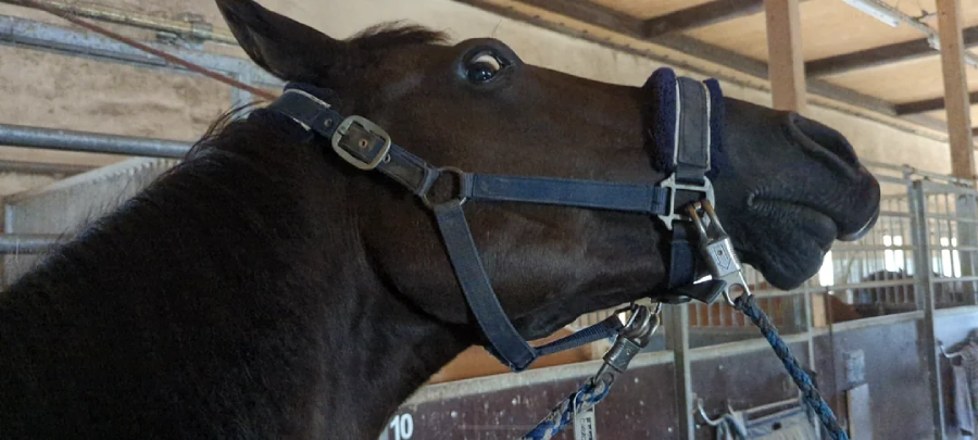 A dark brown horse wearing a halter stands in a stable, its head raised and eyes wide open, appearing alert or startled. The stable background has wooden beams and metal gates.