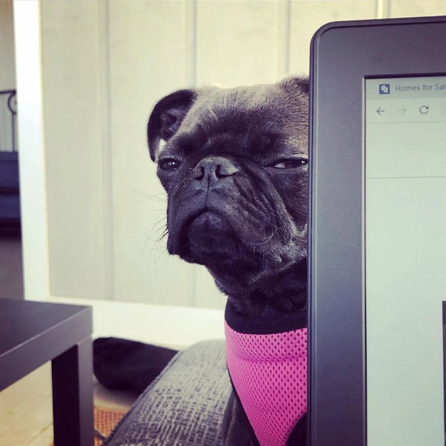 A black pug in a pink harness sits on a couch, peeking around the edge of a laptop screen with a skeptical expression.